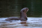 Giant otter