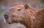 Capibara