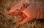 Armadillo