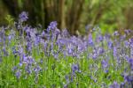 Bluebells