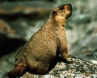 A marmot