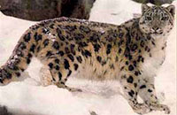 A snow leopard
