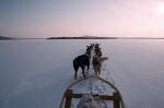 Dog sledding on virgin snow