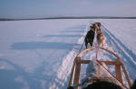 Dog sledding