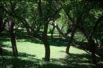Altit Fort apricot orchard