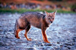 Grey fox