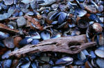 Shells on Tierra del Fuego